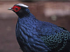 Edwards's Pheasant