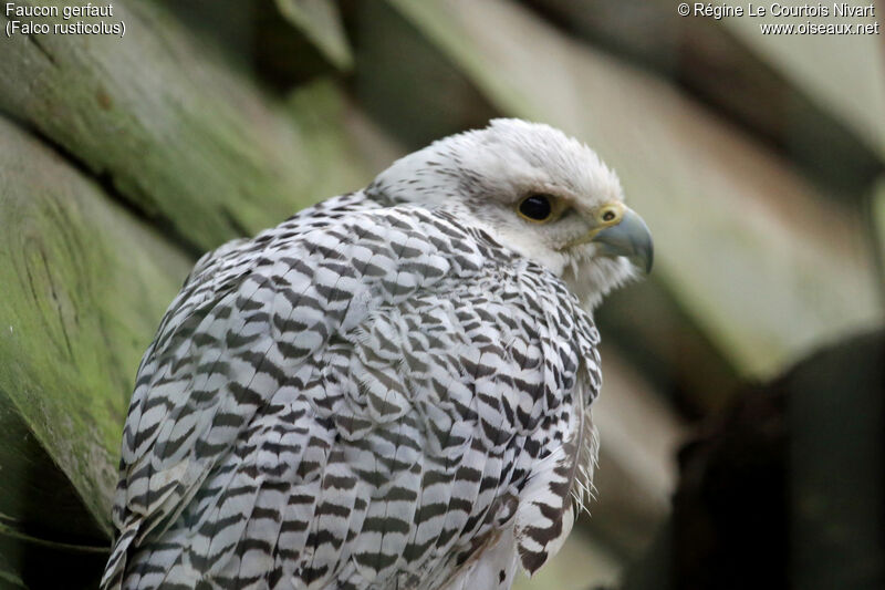 Gyrfalcon