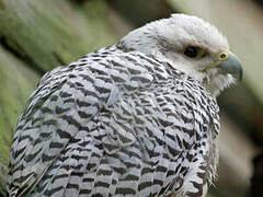 Gyrfalcon