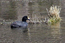 Giant Coot