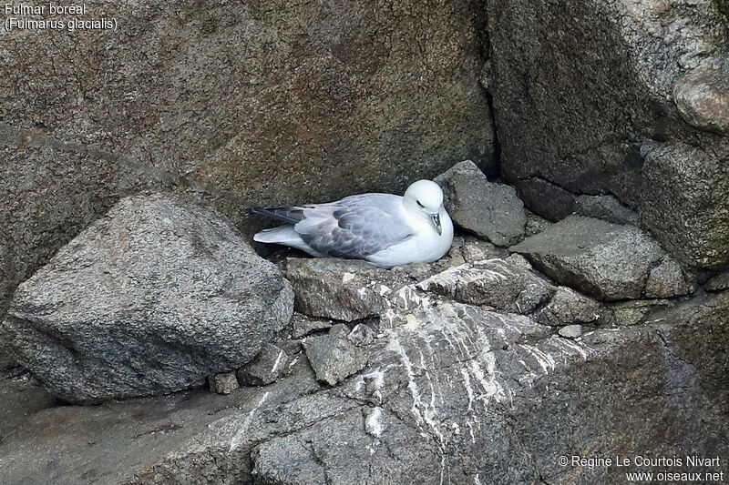 Northern Fulmar