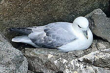 Fulmar boréal