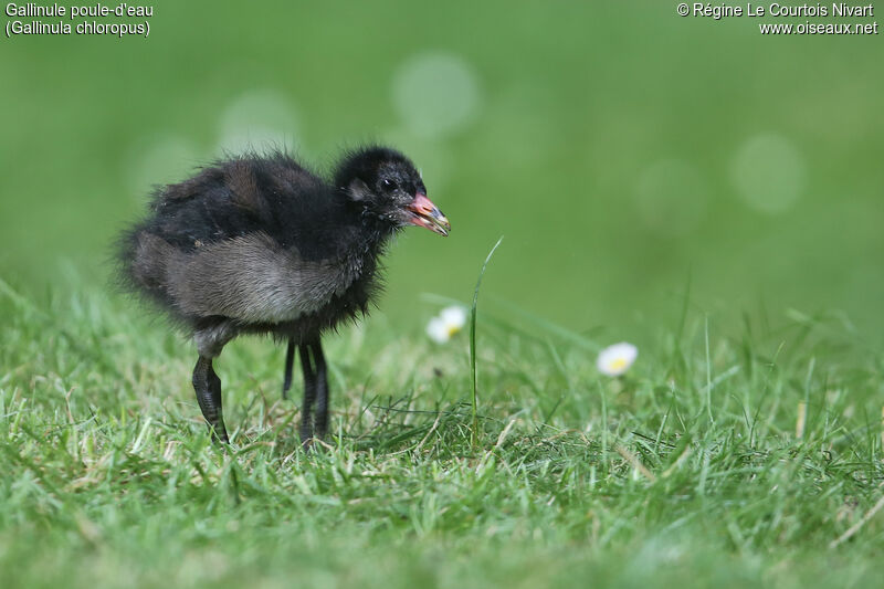 Gallinule poule-d'eaujuvénile