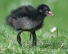 Gallinule poule-d'eau