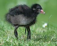 Gallinule poule-d'eau