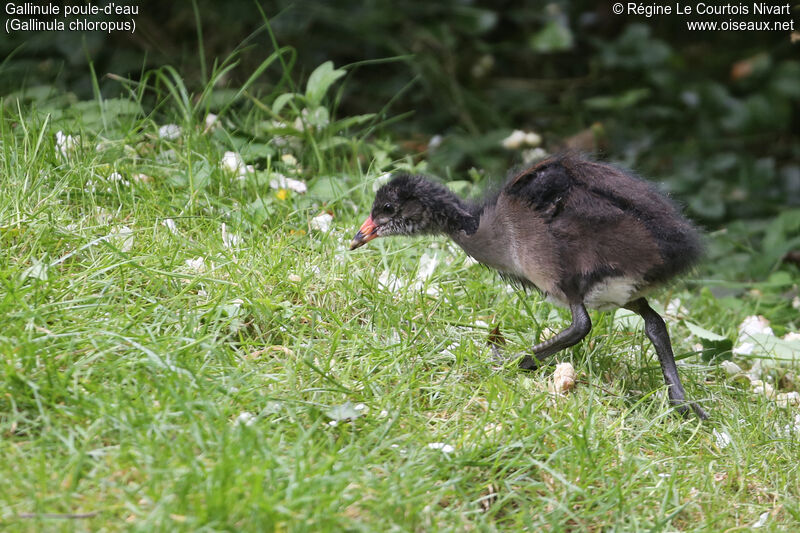 Common Moorhen