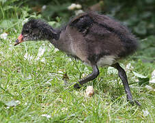 Common Moorhen