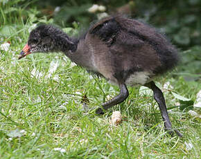 Gallinule poule-d'eau