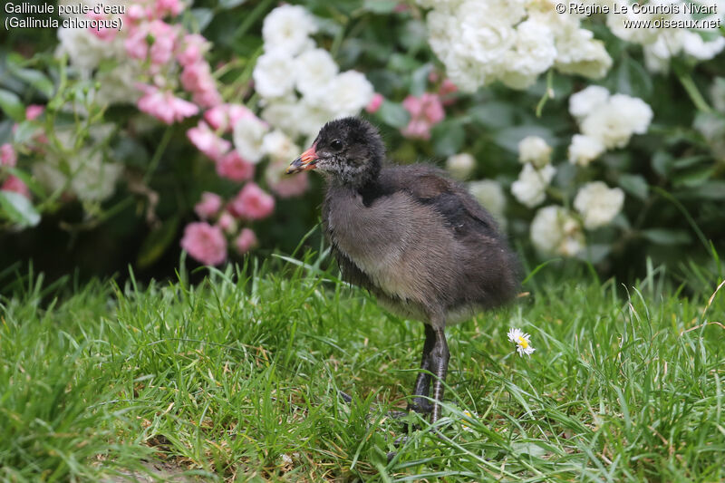 Gallinule poule-d'eau