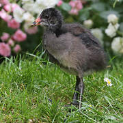 Common Moorhen