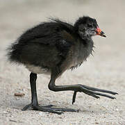 Gallinule poule-d'eau