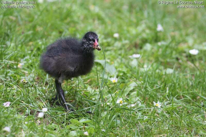 Common Moorhen