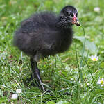 Gallinule poule-d'eau