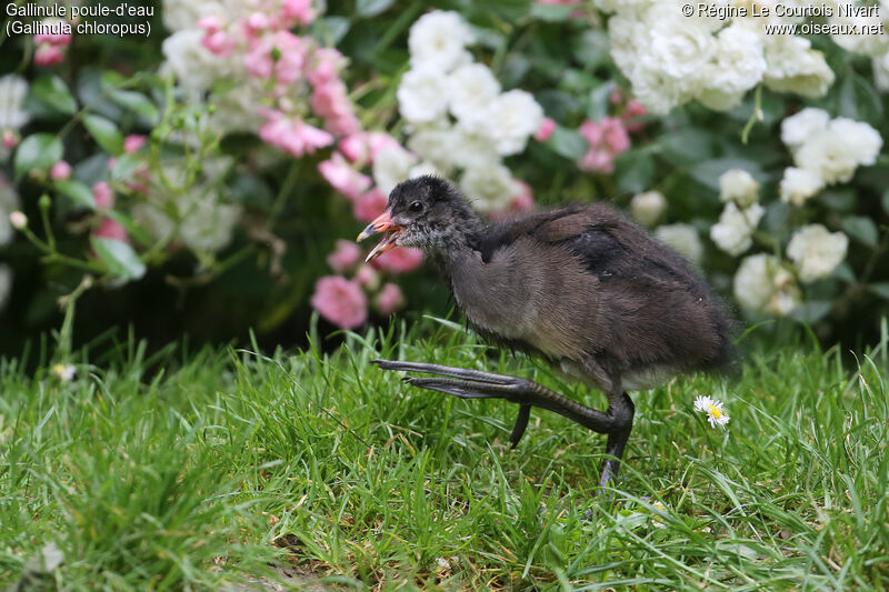 Gallinule poule-d'eau