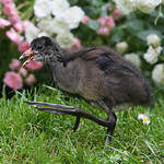 Gallinule poule-d'eau