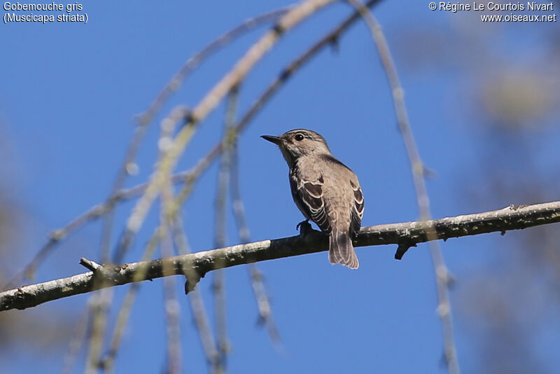 Spotted Flycatcher