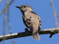 Spotted Flycatcher