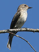 Spotted Flycatcher