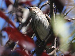 Spotted Flycatcher