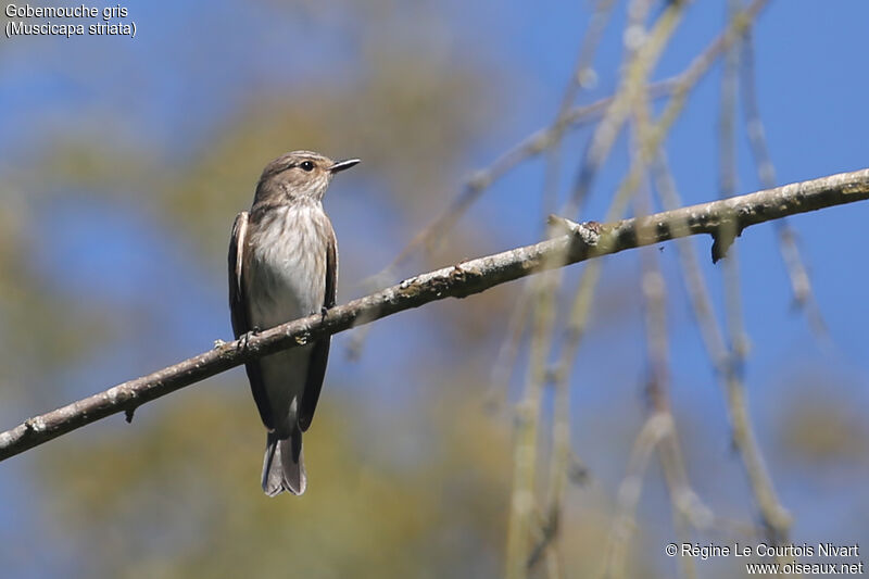 Spotted Flycatcher