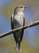 Spotted Flycatcher