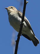 European Pied Flycatcher