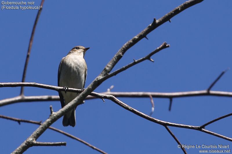 European Pied Flycatcher