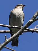 European Pied Flycatcher