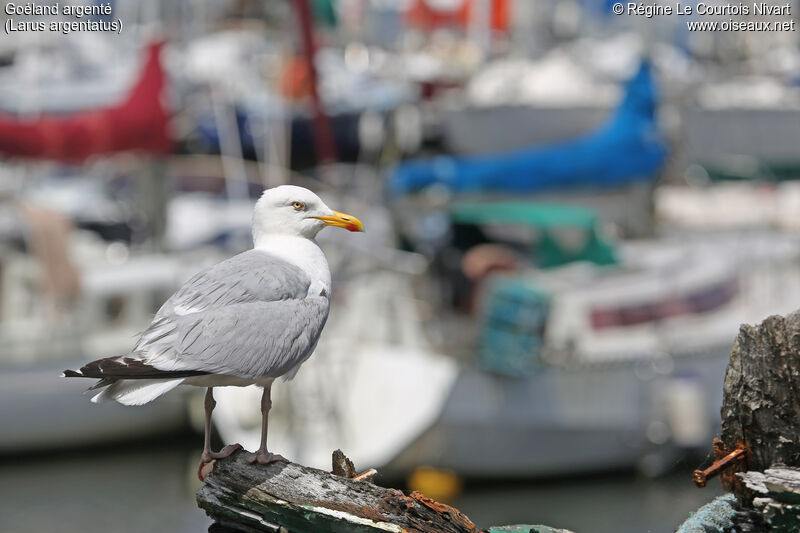 European Herring Gull