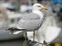 European Herring Gull