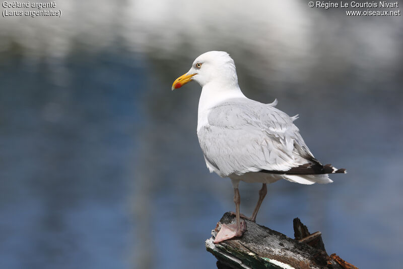 European Herring Gull