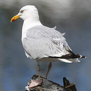 European Herring Gull