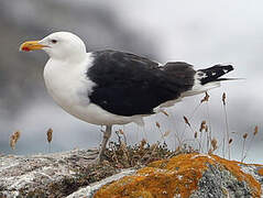 Great Black-backed Gull