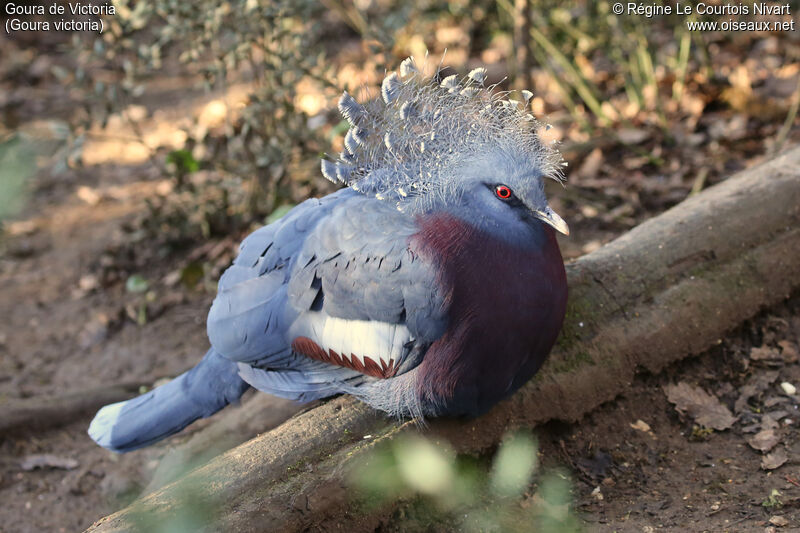 Victoria Crowned Pigeon