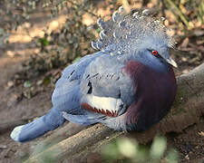 Victoria Crowned Pigeon