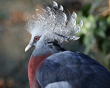 Victoria Crowned Pigeon