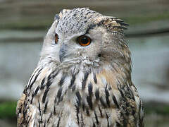 Eurasian Eagle-Owl