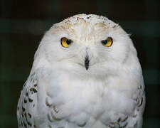 Snowy Owl