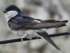 Western House Martin