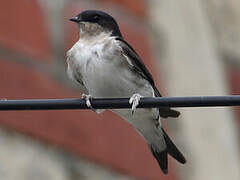 Western House Martin