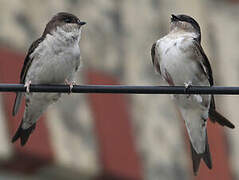 Western House Martin