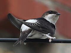 Western House Martin