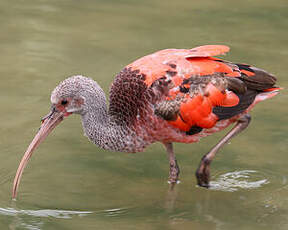 Ibis rouge