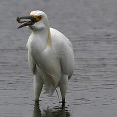 Aigrette neigeuse