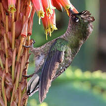 Colibri du Chili