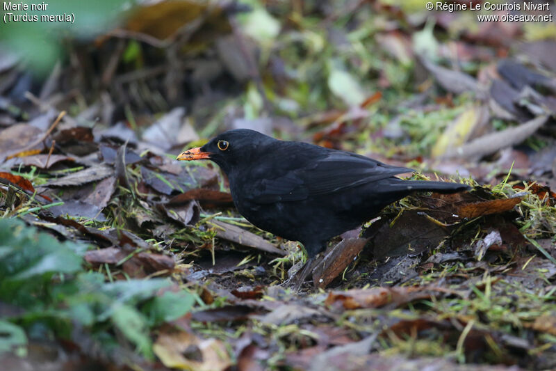 Common Blackbird male adult