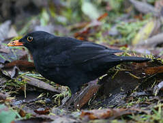 Common Blackbird