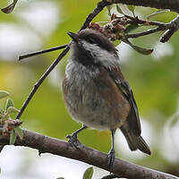 Mésange à dos marron