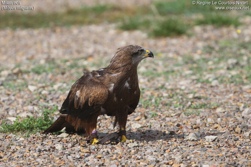 Black Kite