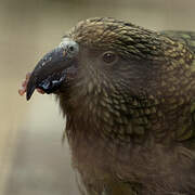 Kea